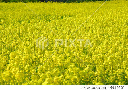 Rapeseed field 4910201