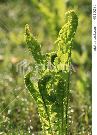 原始的Kogomi（Kusasotetsu） 4910283