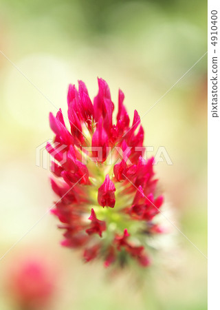 Kobe Haibu Garden Crimson Clover 4910400