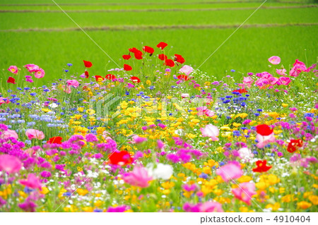 野生花卉 4910404