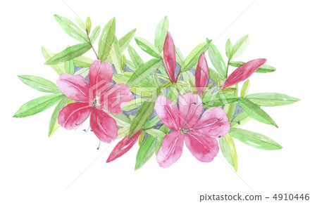 Azalea Azalea 4910446