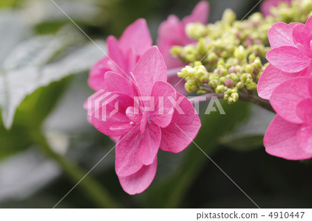 繡球花繡球花繡球花 4910447