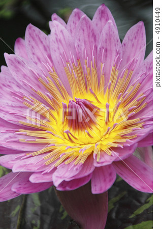 荷花睡蓮 4910449