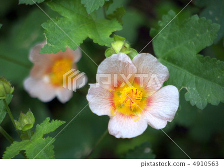 Marvastrum 4910563