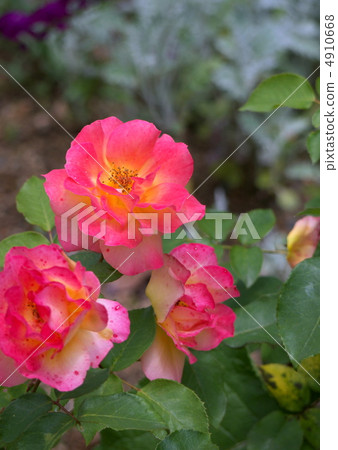 安妮的玫瑰 4910668