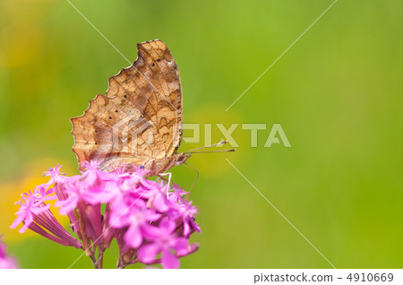 Up Kitatenha 4910669