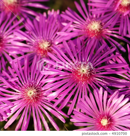 Matsubagiki 3 4910700