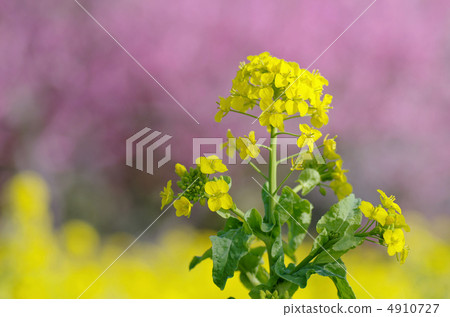 Rape blossoms 4910727