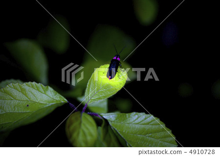 [Summer image] Genji firefly emission 4910728