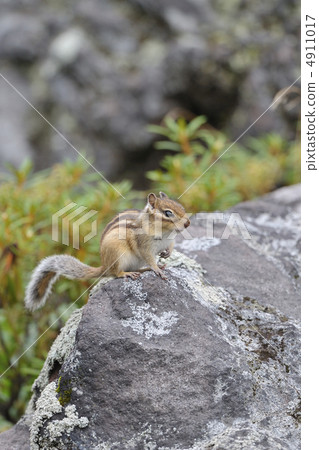 Ezoshimarisu 4911017