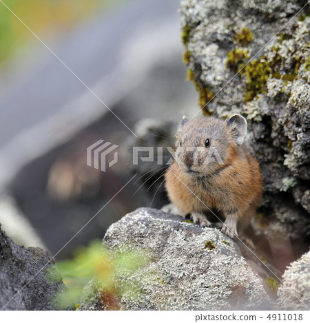 Ezo頑皮的兔子 4911018