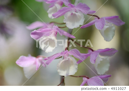 Dendrobium Pieraldie (Afaram) Dendrobium Pieraldie (Afaram) 4911027