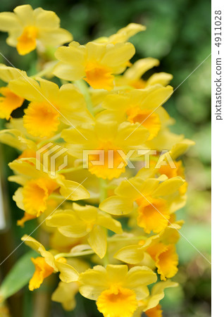 石斛（Dendrobium Densiflorum） 4911028