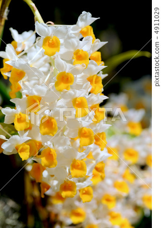 石斛（Dendrobium Densiflorum） 4911029