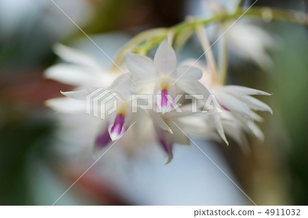 Dendrobium amethyst blossom Dendrobium amethyst blossom 4911032