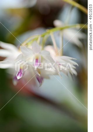 石斛紫水晶開花 4911033