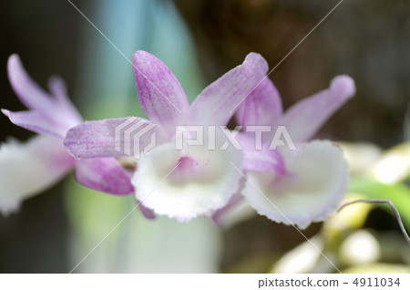 石斛(Dendrobium Primulinum) 石斛(Dendrobium Primulinum) 4911034