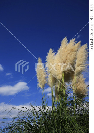 秋天天空藍天和Pampasgrass 秋天天空藍天和Pampasgrass 4911035