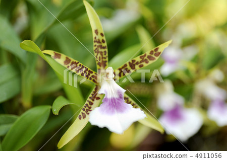 Aspasia Runata Aspasia Runata 4911056