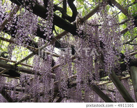Kameido Tenjin's wisteria shelf Kameido Tenjin's wisteria shelf 4911101