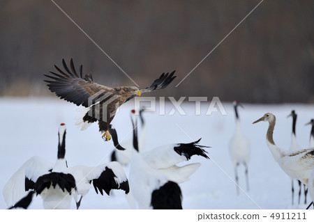 白尾鷹和起重機 4911211