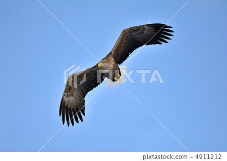 White-tailed eagle 4911212