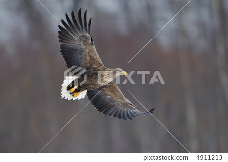 White-tailed eagle White-tailed eagle 4911213