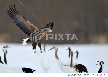 White-tailed eagle and crane 4911214