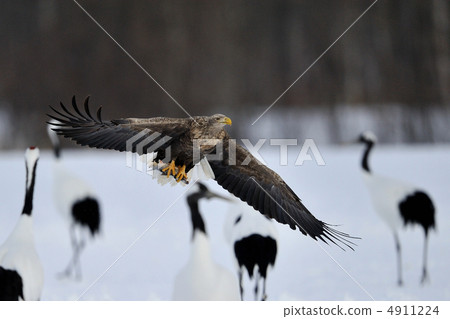 White-tailed eagle and crane 4911224