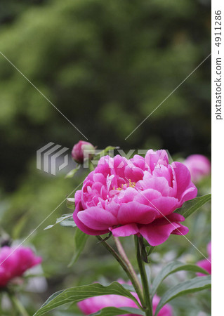 Shaou "Easy Exhaustion" 1 4911286