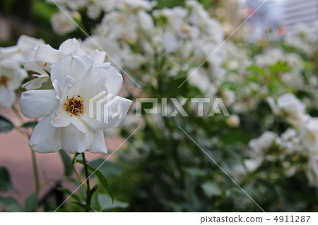 Inuzuge of Nakanoshima rose garden 4911287