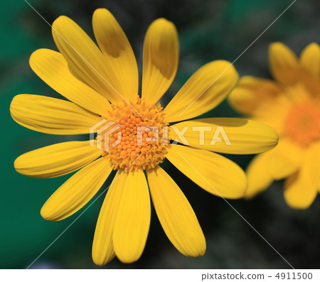 朱利葉斯黛西 4911500