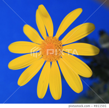 Julius Daisy 4911501