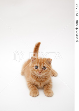 小貓坐著他們的前掌 小貓坐著他們的前掌 4911564