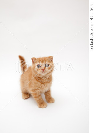 坐著擺姿勢 4911565