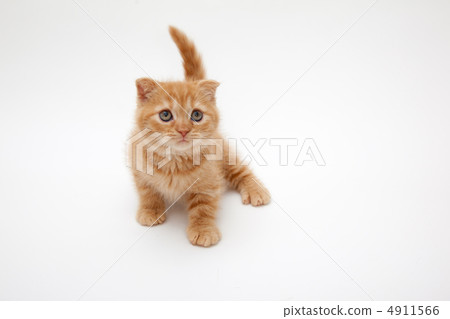 一個小小的警惕小貓 一個小小的警惕小貓 4911566