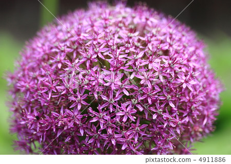 Allium Gigantium 4911886
