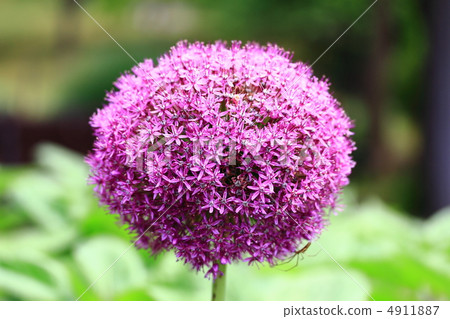 Allium Gigantium 4911887