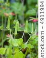 Green fruit 4911994