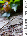 Branches and leaves 4911995