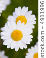 Margaret 4911996