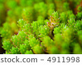 Moss 4911998