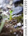 Bud 4911999