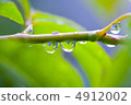 Branches and drops 4912002