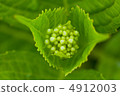  hydrangea 4912003