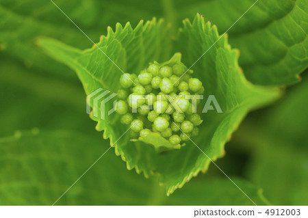 hydrangea hydrangea 4912003