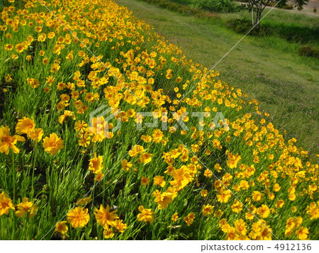 Early Summer Flower Kinkeiki Early Summer Flower Kinkeiki 4912136