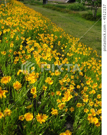 Early Summer Flower Kinkeiki Early Summer Flower Kinkeiki 4912137
