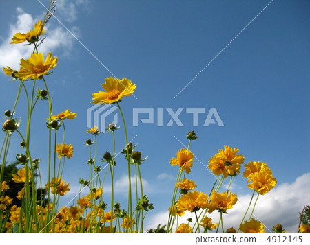 初夏花Kinkeiki 4912145