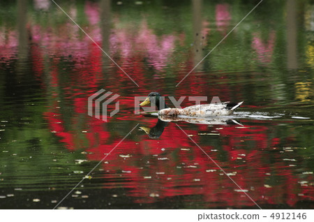 A duck going through the lake surface of a rose in full bloom 4912146